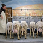 Sheep Ready to be Milked, Monteillet Fromagerie. Photo by Steve Scardina.