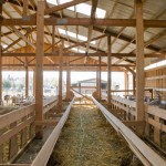 In the New Barn, Monteillet Farm Photo by Steve Scardina