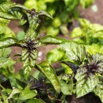 Basil, Monteillet Farm Gardens - Photo by Cameron Riley (Pastry Ninja Photography)