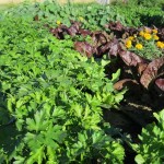 Monteillet Farm Gardens and Tent