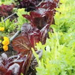 Lettuce, Monteillet Farm Gardens - Photo by Cameron Riley (Pastry Ninja Photography)
