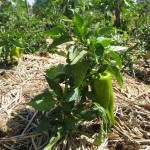 Peppers - Monteillet Farm Gardens