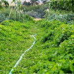 Clovers, Monteillet Farm Gardens - Photo by Cameron Riley (Pastry Ninja Photography)