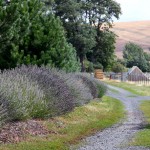 Photo of Lavender Along the Road to the Monteillet Farm - Photo by Cameron Riley (Pastry Ninja Photography)
