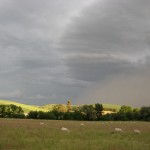 Photo of Sheep Grazing in a Field, Montiellet Fromagerie