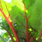 Swiss Chard - Monteillet Farm Gardens