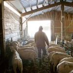 Pierre-Louis Tends the Sheep in the Barn Photo by Steve Scardina