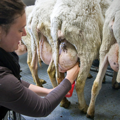 Intern Milking Sheep, Monteillet Fromagerie. Photo by Steve Scardina.