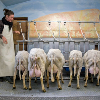 Sheep Ready to be Milked, Monteillet Fromagerie. Photo by Steve Scardina.
