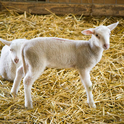 Lambs, Monteillet Farm Photo by Steve Scardina