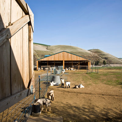 Farm Yard, Monteillet Farm Photo by Steve Scardina