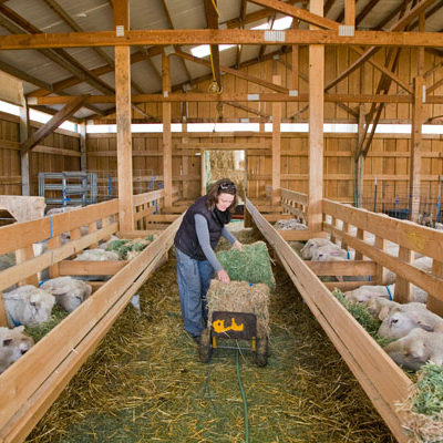 Feeding Time in the New Barn, Monteillet Farm Photo by Steve Scardina