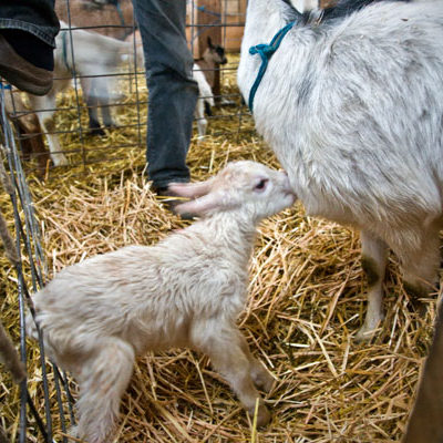 Goat and Kid, Monteillet Fromagerie Photo by Steve Scardina