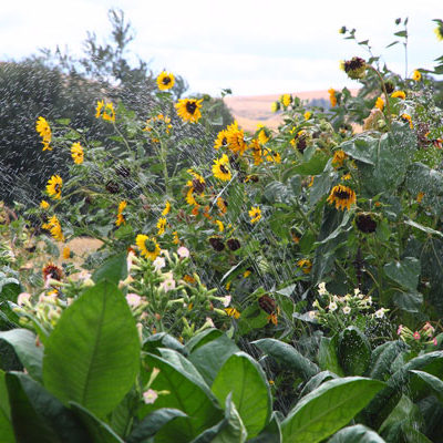 Photo of Garden with Sunflowers - Photo by Cameron Riley (Pastry Ninja Photography)