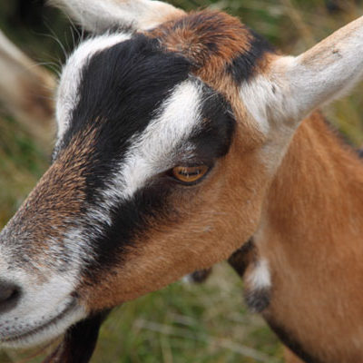 Goat, Monteillet Fromagerie - Photo by Cameron Riley (Pastry Ninja Photography)