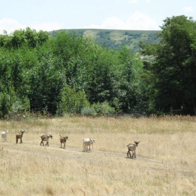 Photo of Goats Walking in a Line in Summer, Monteillet Farm