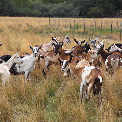 Photo of Herd of Goats Grazing in a Field
