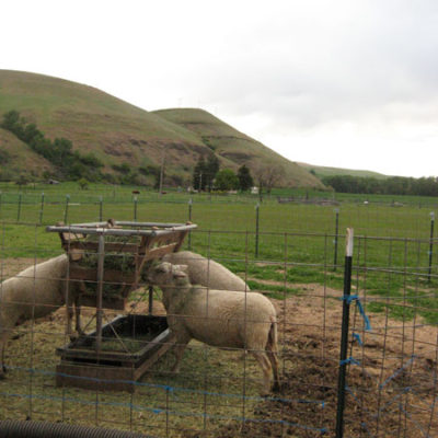 Photo of Sheep Feeding at Monteillet Farm