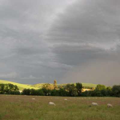 Photo of Sheep Grazing at Monteillet Farm. Photo by Erin Horan