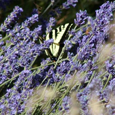 Lavender, Bee and Butterfly at Monteillet Fromagerie