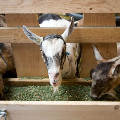 Three Goats, Monteillet Fromagerie Photo by Steve Scardina