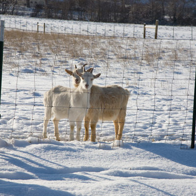 Two Goats in Winter, Monteillet Fromagerie Photo by Steve Scardina