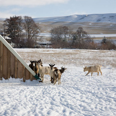 Goats in Winter, Monteillet Fromagerie Photo by Steve Scardina