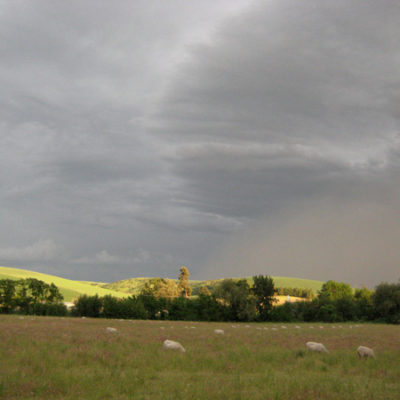 Photo of Sheep Grazing in a Field, Montiellet Fromagerie