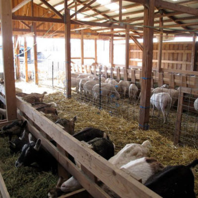 Photo of Sheep and Goats in the New Barn