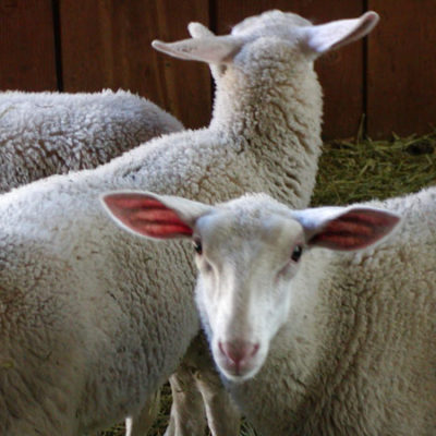 Sheep in the New Barn Photo by Steve Scardina.