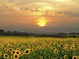 Sunflowers - Lullaby Winery | Monteillet Fromagerie Event