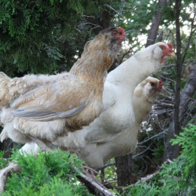 Three Chickens in a Tree - Happy Free Girls Eggs Photo by Steve Scardina.