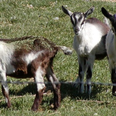 Kid Goats on the Monteillet Farm