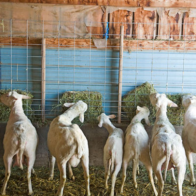 Goats, Monteillet Fromagerie Photo by Steve Scardina