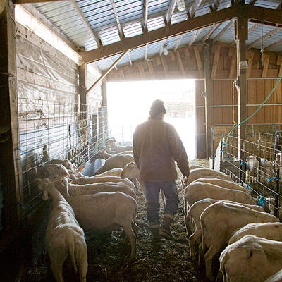Pierre-Louis Tends the Sheep in the Barn Photo by Steve Scardina