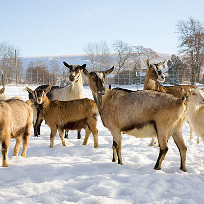 Herd of Goats in Winter Photo by Steve Scardina.
