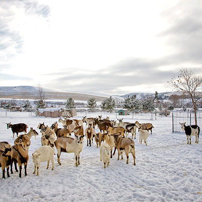 Goats in Winter, Monteillet Fromagerie Photo by Steve Scardina