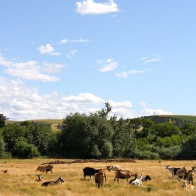 photo of goats in field at Monteillet Fromagerie—2011 Outstanding in the Field Dinner—photo by The Farm Chicks