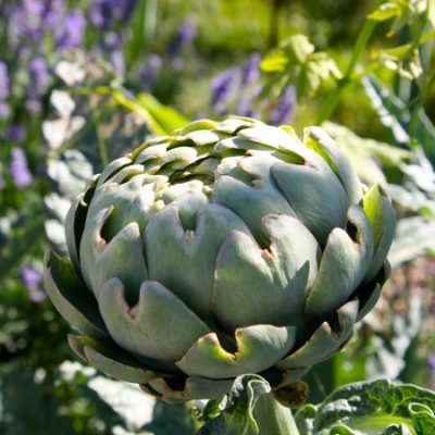 photo of artichoke in Nourish Garden—2011 Outstanding in the Field Dinner—photo by The Farm Chicks