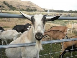 photo: goat at Monteillet Fromagerie, by Alison Stein Wellner