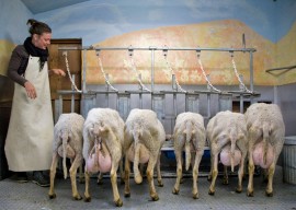 photo: Milking time by Steven Scardina | Monteillet Fromagerie, Dayton WA