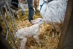 Goat and kid at Monteillet Fromagerie, Dayton, WA / photo by Steve Scardina