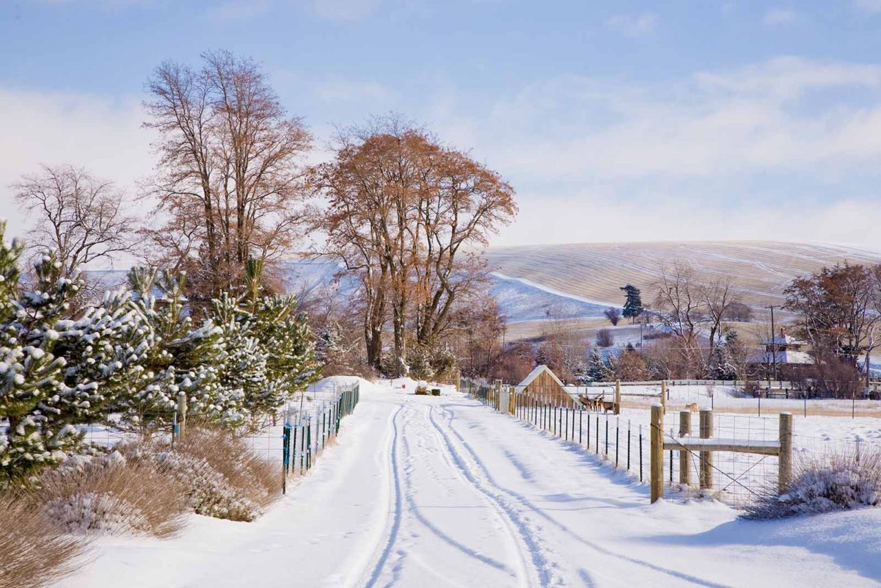 Snow-Covered Road to Monteillet Fromagerie Photo by Steve Scardina.